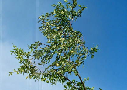 Sherwood Jujube Tree Scionwood Set of 2 Unrooted Graft Cuttings 8 Inch