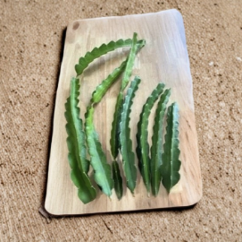 American Beauty Dragon Fruit Cuttings Set of 4 Large Selenicereus Self Fertile Variety