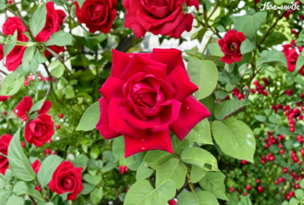 Velvet Red Rose Cuttings 5 Unrooted Stems Live Rose Bush for Grafting Deep Red Flowering Shrub