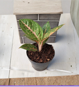 Aglaonema Queen Red Valentine Rooted Starter Plant Live Chinese Evergreen Pink Red Indoor Houseplant