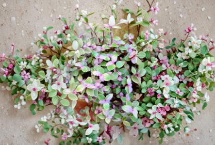 Pink Lady Callisia Repens Turtle Vine Trailing Houseplant Live Cuttings