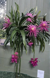 Connie Mayer Dragon Fruit Cuttings 2 Count 8 to 12 Inch Pitaya Cactus Unrooted Live Plant Stems for Propagation
