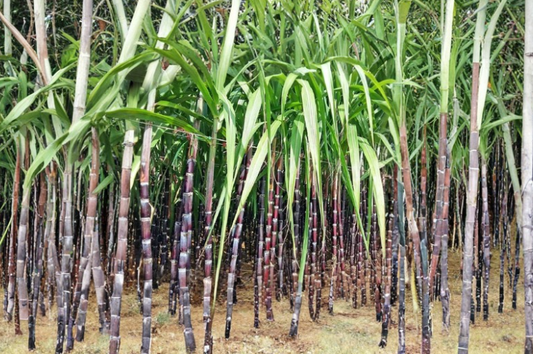 10 Purple Sugarcane Cuttings Saccharum Officinarum 12 Inch Stalks with 2-3 Nodes for Planting and Propagation