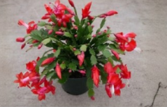 Red Christmas Cactus Exotic Dancer Cuttings 3 Count Schlumbergera 2 to 3 Segments Unrooted Holiday Cactus Plant