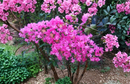 Pink Crepe Myrtle Trees 2 Live Rooted Plants Heirloom Crape Myrtle Flowering Tree