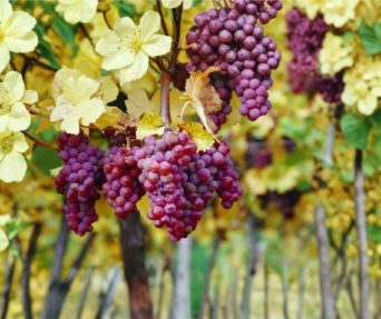 Gewurztraminer Grape Vine Cuttings Vitis vinifera 3 Count Unrooted