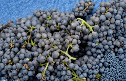 Pinot Noir Grape Vine 3 Unrooted Cuttings Vitis Vinifera Fruit Plant Stems for Propagation
