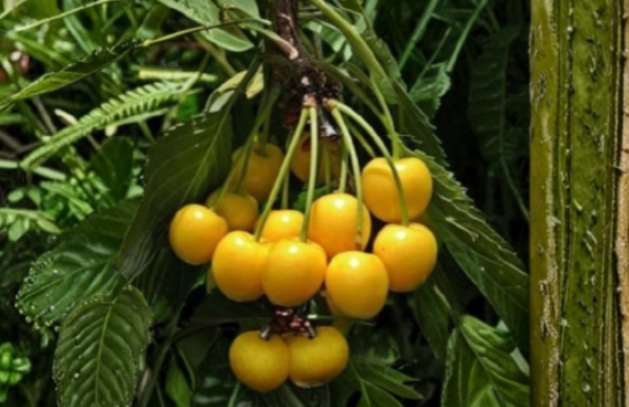 Yellow Cherry Donnisens 3 Fresh Cuttings Sweet Cherry Tree Unrooted Stems for Propagation