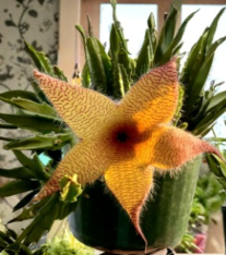 Stapelia grandiflora Cuttings Set of 2 Starfish Plant 6 to 8 Inch Unrooted Stems