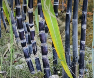 Fresh Sugar Cane Sticks Green or Purple Saccharum officinarum Cuttings 8 lb Bundle