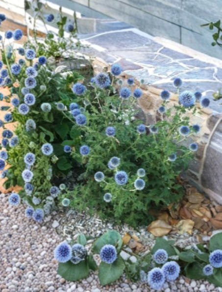 Echinops Blue Glow Live Plant Rooted Plug 2 to 4 Inch Tall Globe Thistle Perennial