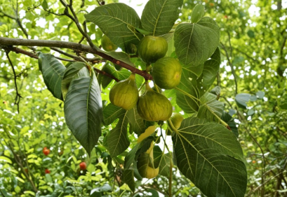 White Kadota Fig Tree Cuttings 3 Count Ficus Carica Dormant Fruit Wood for Grafting or Rooting Home Orchard