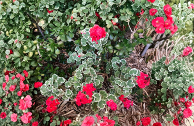 Variegated Zonal Geranium Starter Plant 6 Inch Pelargonium Live Rooted Cutting