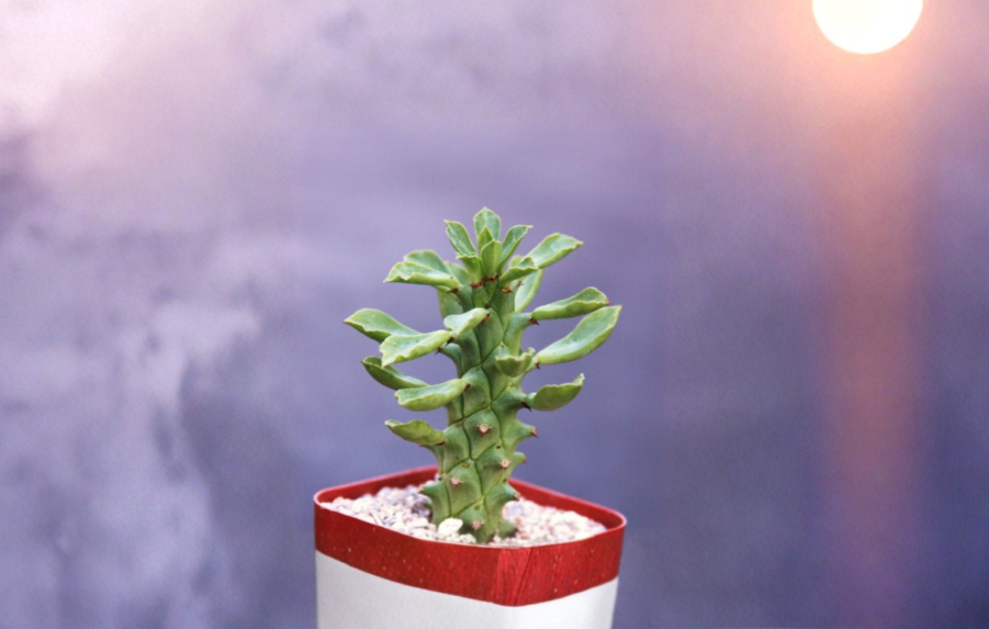 Monadenium Guentheri Rooted Plant 2 Inch Rare Caudex Euphorbia Bonsai Style Succulent
