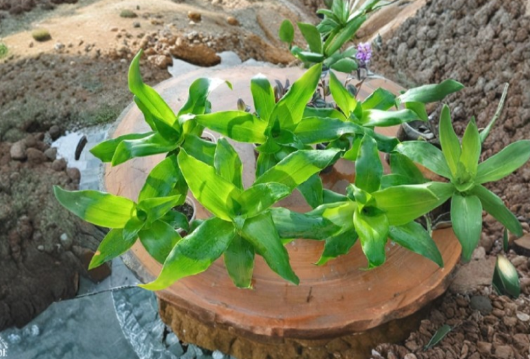 Callisia Fragrans Live Plant 2 Plants Commelinaceae Tropical Foliage Starter