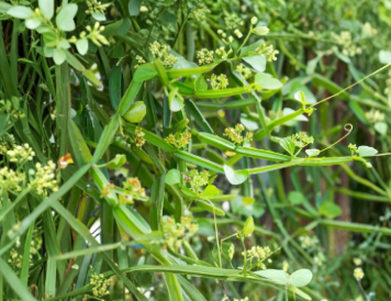 Cissus Quadrangularis Cuttings 1 ft Vine Plant 2 Stems Veldt Grape Live Trailing Succulent