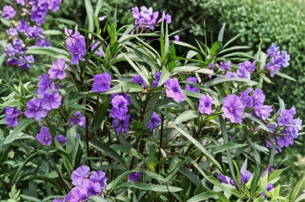 5 Live Bare Root Mexican Petunia Ruellia Simplex Purple Flowering Perennial Plants for Garden or Container