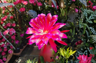 Epiphyllum Ferris Wheel Cutting 8 to 10 Inch Unrooted Orchid Cactus Live Plant Stem