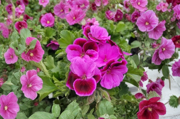 Martha Washington Geranium Cuttings 6 Pelargonium Regal Flower Stems for Propagation