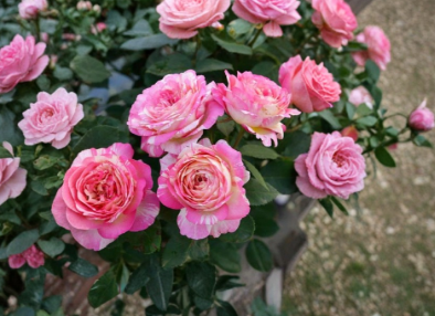 Marc Chagall Rose Cuttings 3 Unrooted Stems for Rooting or Grafting Live Plant