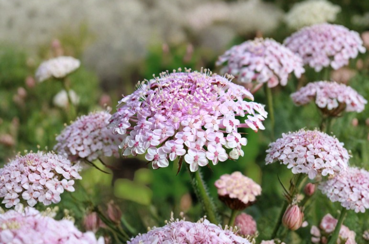 Pink Lace Flower Seeds 50 Count Trachymene Coerulea Didiscus Annual Cut Flower Garden Plant
