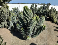 Spiral Tornado Cactus Cereus Forbesii Live Plant 1 Gallon Pot Twisted Columnar Cactus