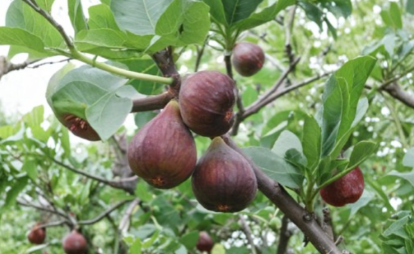 Olympian Fig Tree Ficus Carica Live Fruiting Plant Hardy Backyard Fruit Tree
