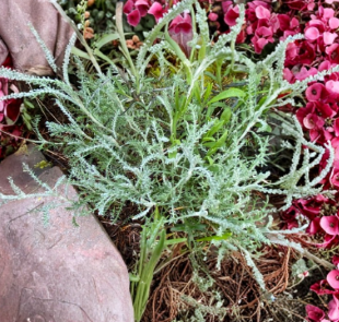 White Santolina 4 Cuttings Cotton Lavender Small Shrub Herb for Hedges Garden Border Plant