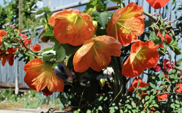 Lucky Lantern Tangerine Abutilon Plant Small Rooted Starter Flowering Maple Live Plant