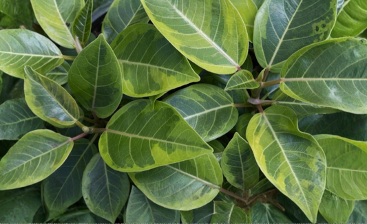 Ficus altissima Variegata Cuttings 3 Count Asian Council Tree Fresh Stems for Propagation