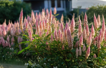 Flamingo Feather Celosia Seeds 50 Count Soft Pink Plume Flower Garden and Cut Flower Variety