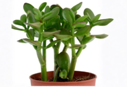 Jade Plant Succulent Cuttings Set of 20 Crassula ovata Green 2 to 5 Inch Stems