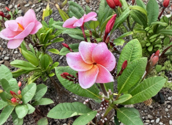 Jungle Jack Jubilee Plumeria Cuttings Bright Pink Unrooted 10–12 Inch Lot of 2