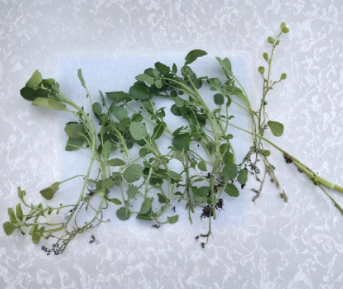 Watercress Live Plant Cuttings 15 Count Nasturtium Officinale Rooted Vegetable Ready to Plant