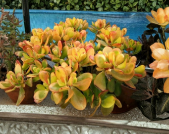 Hummel Sunset Jade Succulent Cuttings Crassula Argentea Unrooted Set of 2
