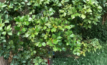 75 American Holly Unrooted Cuttings Ilex Evergreen Tree Stems for Propagation Organic Grown
