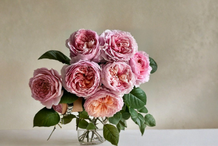 Tantau Highgarden Rose 3 Cuttings Live Rosa Stems for Rooting or Grafting Garden Flower Plant