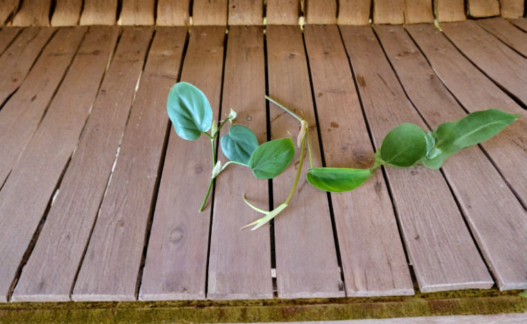 Heartleaf Philodendron Cordatum Rooted Cutting Philodendron Hederaceum Live Indoor Trailing Houseplant