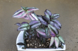 Tradescantia Zebrina Silver Notches Danny Lee Live Cuttings Purple Trailing Plant