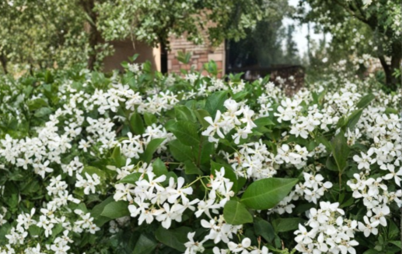 Confederate Star Jasmine Rooted Starter Plant Trachelospermum jasminoides Fragrant Climbing Vine