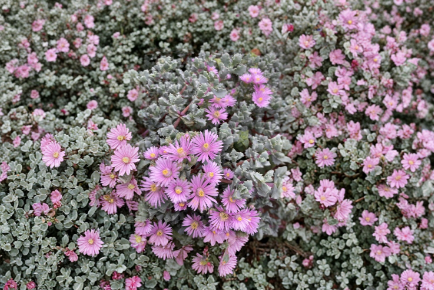 Pink Ice Plant Succulent Cuttings Set of 5 Unrooted 4 Inch Groundcover