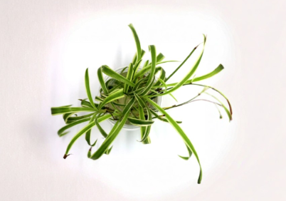 Green Spider Plant Live Cuttings Root Ready Chlorophytum comosum Variety Pack