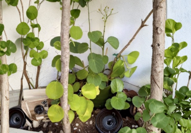 Arabian Wax Ivy Cissus Rotundifolia Unrooted Cutting Live Trailing Houseplant Vine