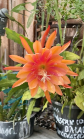 Orange Epiphyllum Orchid Cactus V21 NoID Succulent Plant Cutting