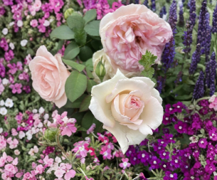 Pink Enchantment Rose Unrooted Cuttings 3 Fresh 6 Inch Stems Hybrid Tea Rose Plant for Propagation Garden Growing