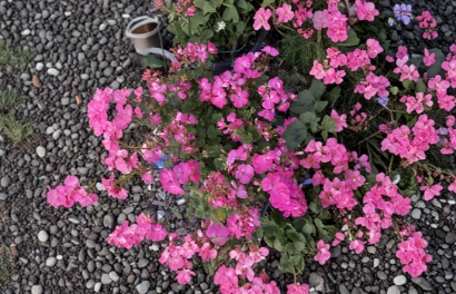 Hot Pink Geranium Cuttings 3 Count Organically Grown Pelargonium for Propagation