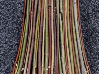 50 Willow Cuttings Salix Purpurea Basket Weaving Craft Sticks for Propagation