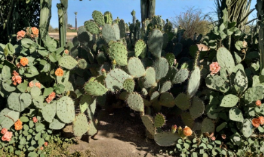 Santa Rita Prickly Pear Cactus Cuttings Opuntia Engelmannii Purple Spiny Pads Unrooted Lot