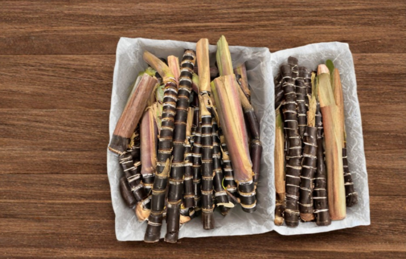 Purple Sugarcane Cuttings 10 Bud Set Saccharum officinarum Planting Ready Tropical Cane from Florida