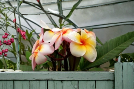 Rare Plumeria Sun Splash Unrooted Middle Cut Cutting European Import
